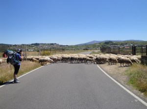 Shepherd and his dogs leading a flock of sheep across the street.