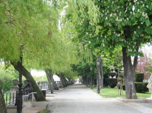 Beautiful,wide tree-lined paseos along the Rio Arlanzon