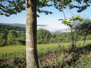 Fog covering the village of Montan in the lower valley on the way to Sarria.