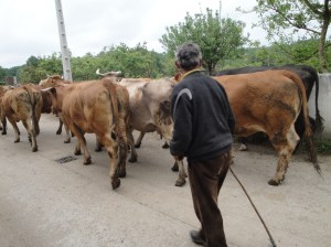 A Galician dairy man walking his cattle on the Camino.