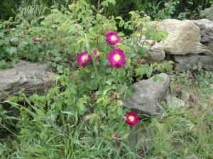 These flowers abundantly adorning a old medieval village on the way to Melide.