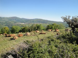 This part of Galicia is full of small, family owned dairy farms.